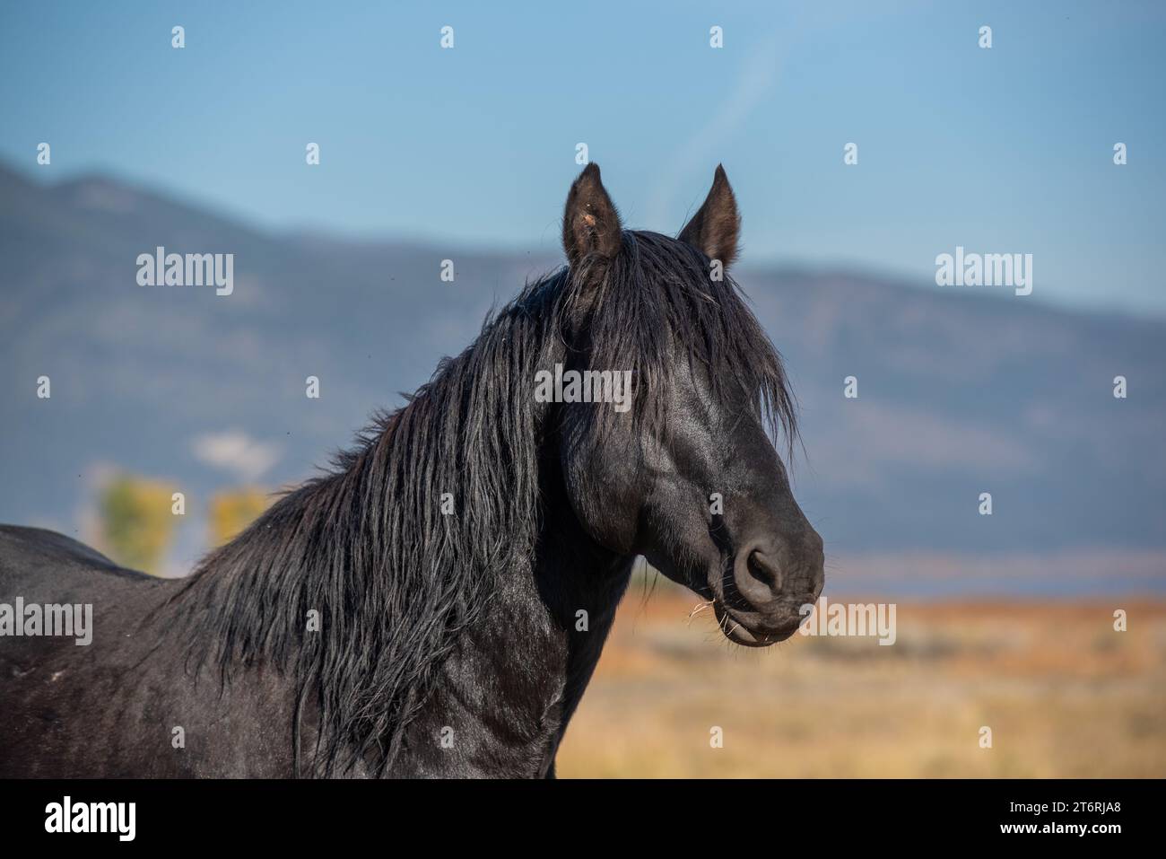 mustang selvaggio nero in un deserto nel Nevada, Stati Uniti, contro il paesaggio montano Foto Stock