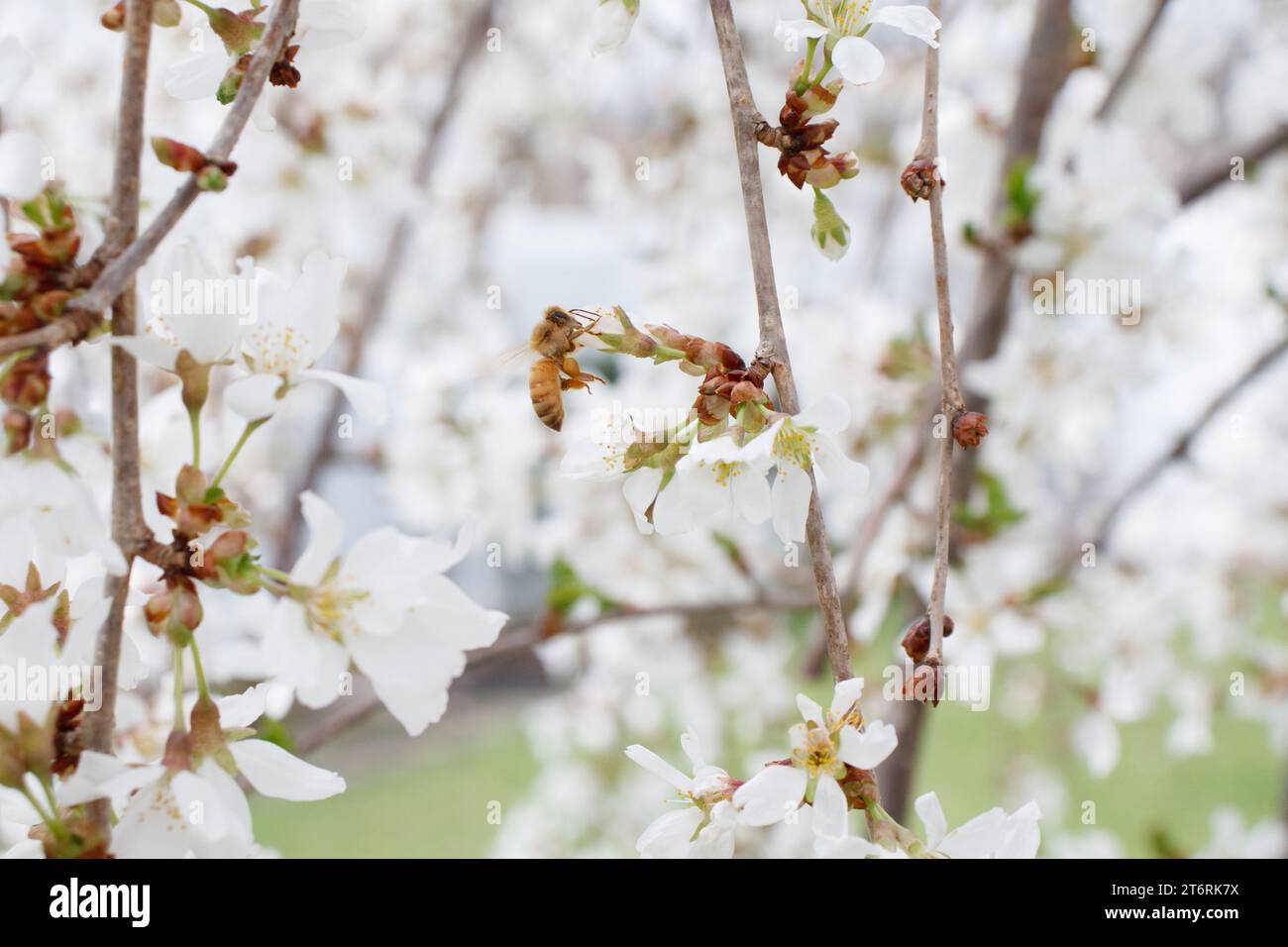 Un'ape da miele con tasche piene di polline che raccoglie il polline da un ciliegio piangente. Foto Stock