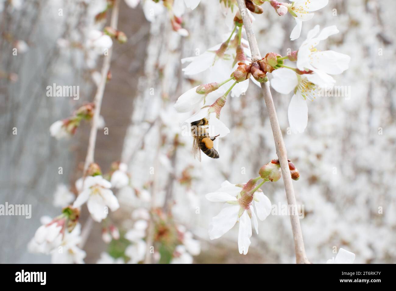 Un'ape da miele con tasche piene di polline che raccoglie il polline da un ciliegio piangente. Foto Stock