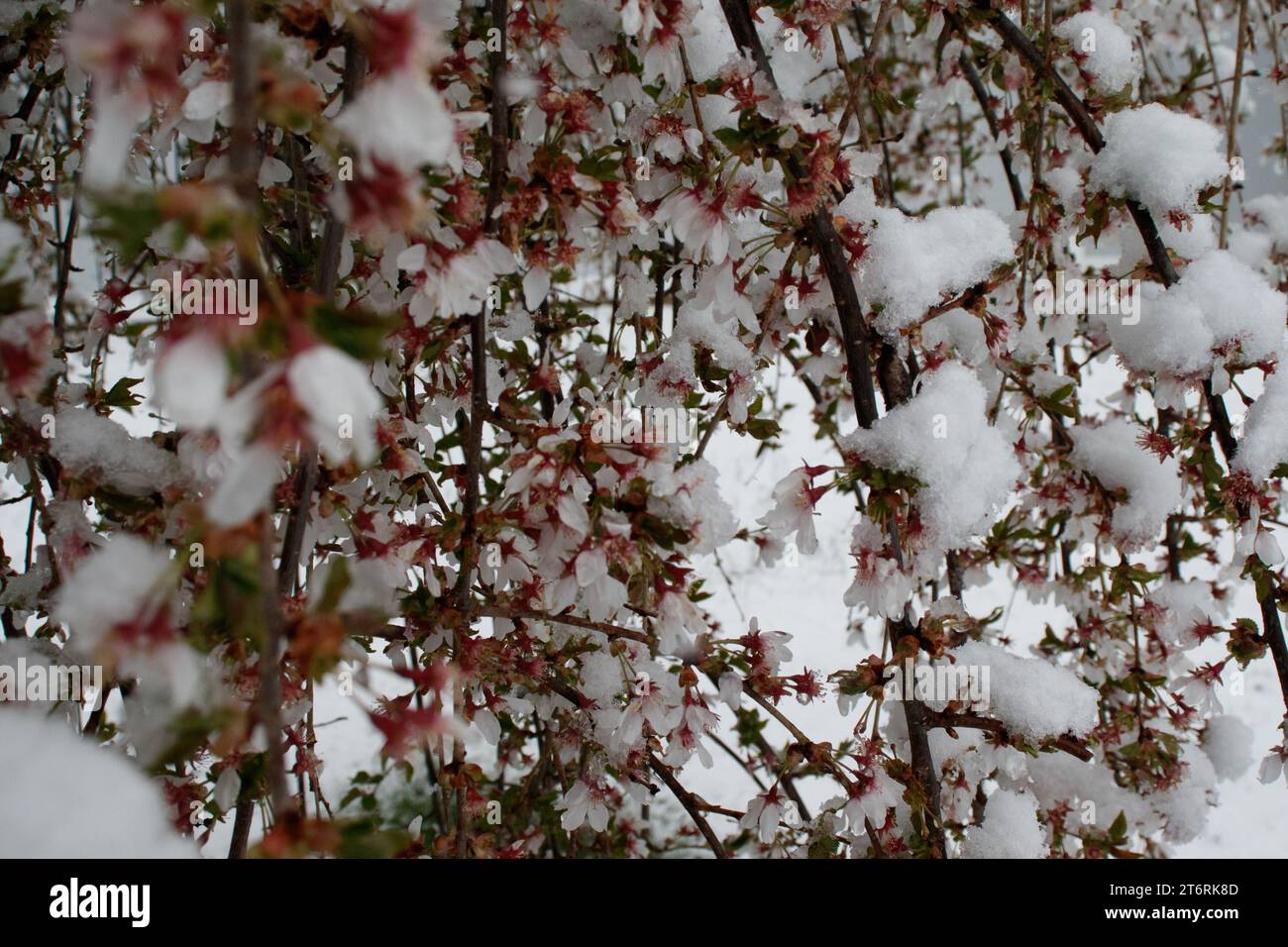 Neve su un ciliegio che piange in primavera. Foto Stock