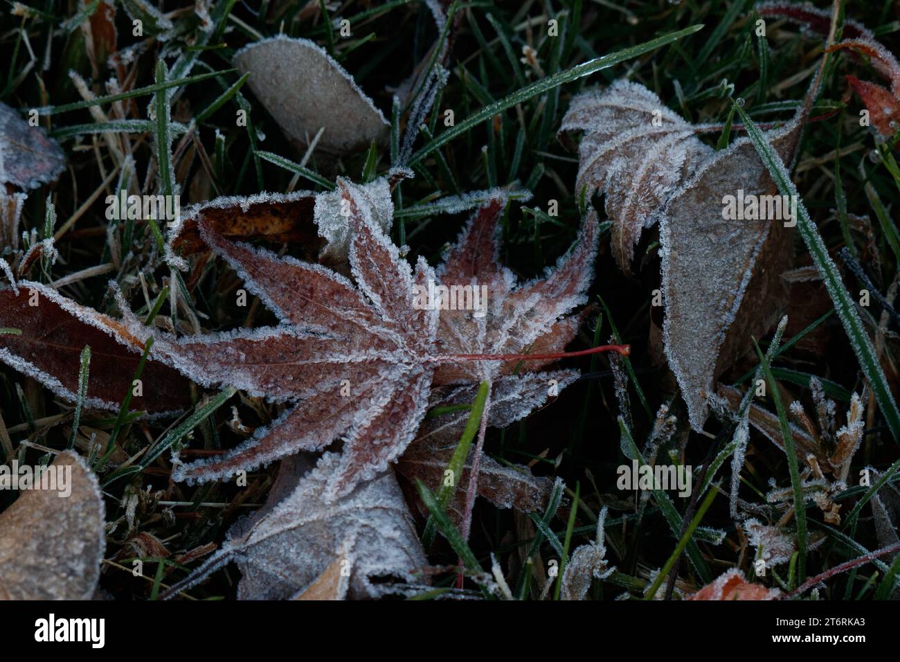 Cristalli di ghiaccio da una gelata mattutina su una foglia di acero giapponese che si trova sull'erba vicino ad altre foglie. Foto Stock