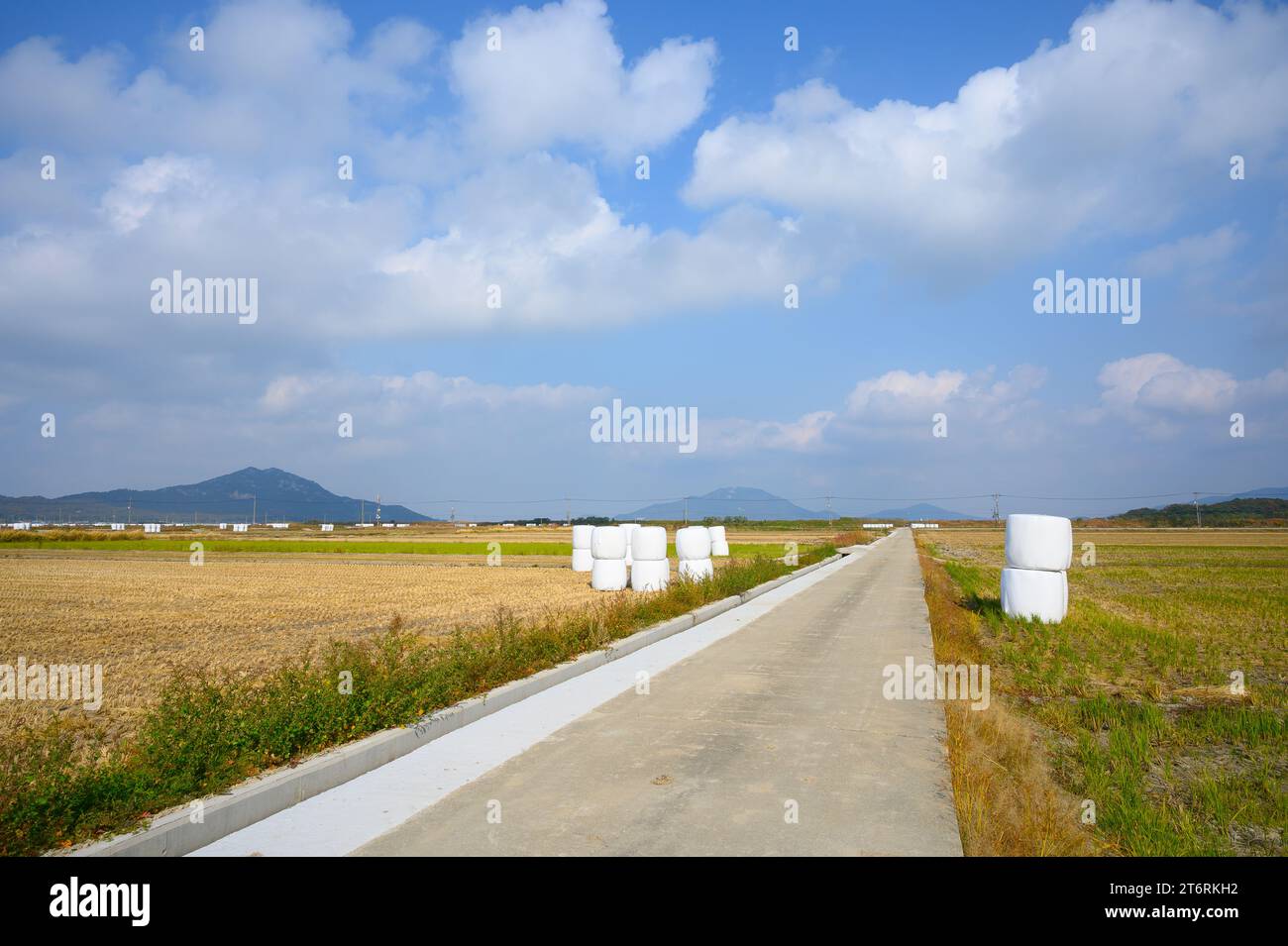 Coltivazione tradizionale coreana del riso. Paesaggio autunnale di risaie. Risaie coreane. Campo di riso e cielo a Ganghwa-do, Incheon, Corea del Sud. Foto Stock