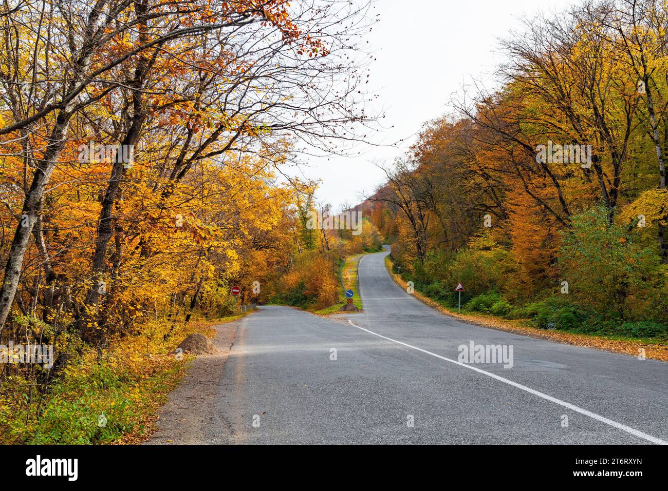 Bivio stradale nella foresta gialla autunnale Foto Stock