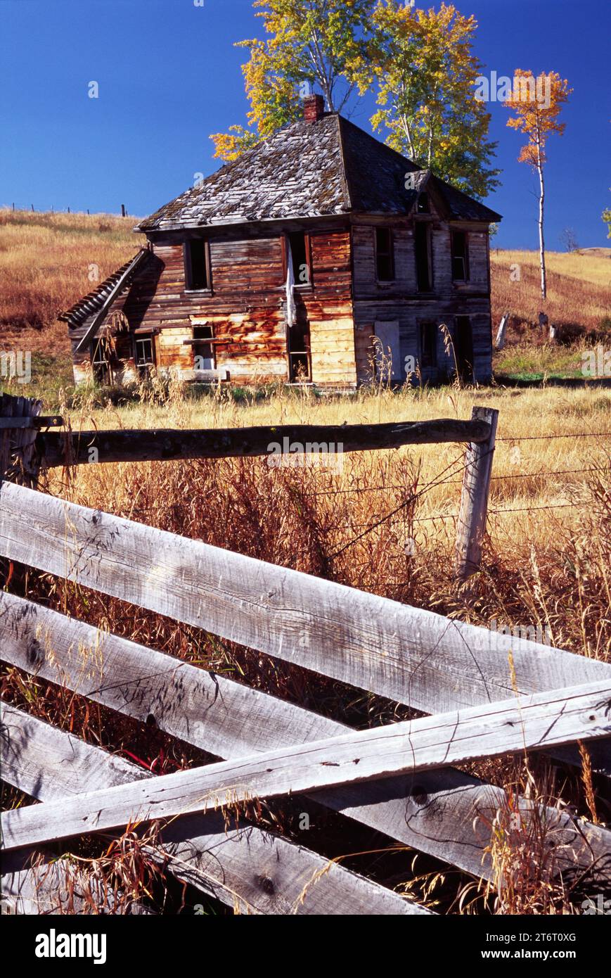 Vecchia fattoria con boschetto di aspen in autunno, contea di Okanogan, Washington Foto Stock