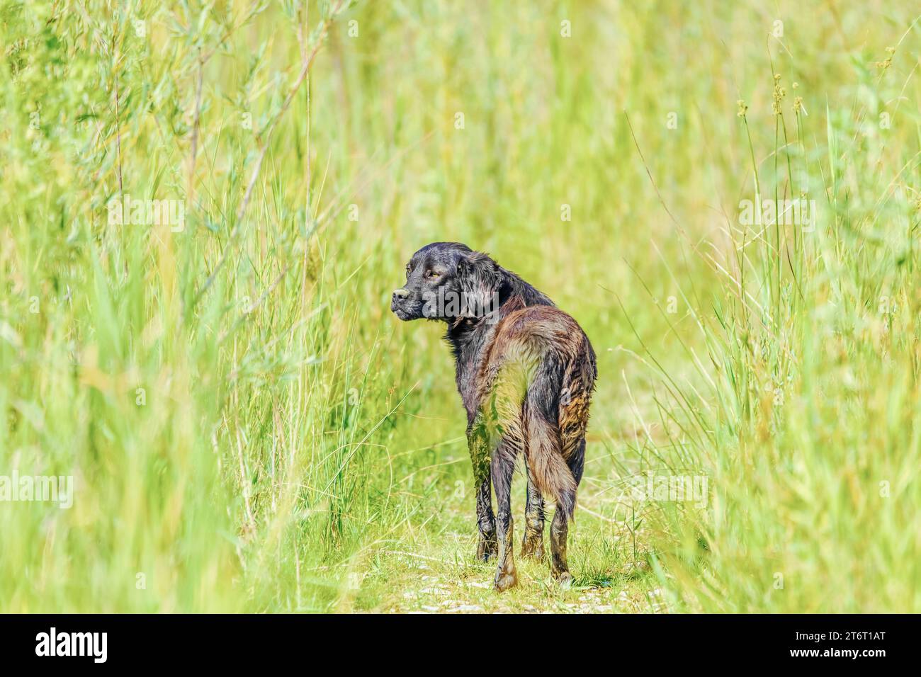 Abbiamo perso cani randagi senza tetto fuori città Foto Stock