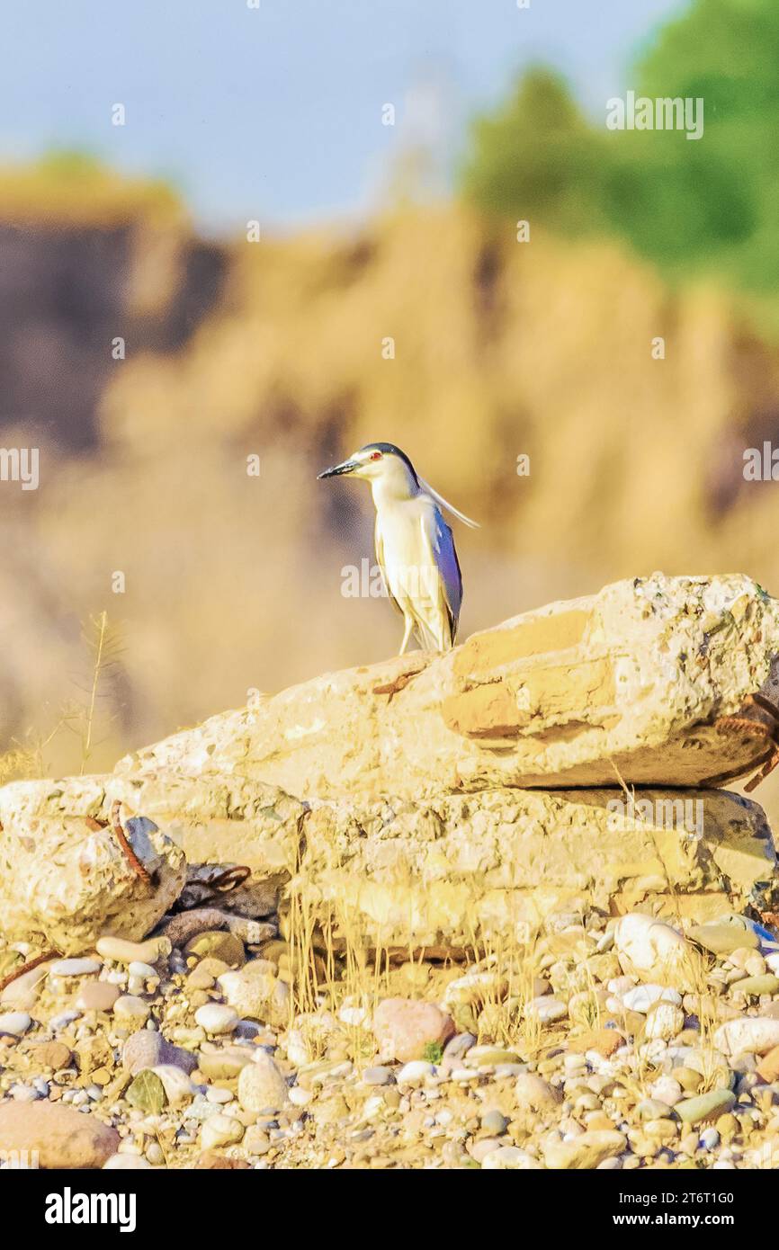 Uccello - airone notturno con corona nera Nycticorax nycticorax o airone notturno con cappuccio nero in natura. Foto Stock