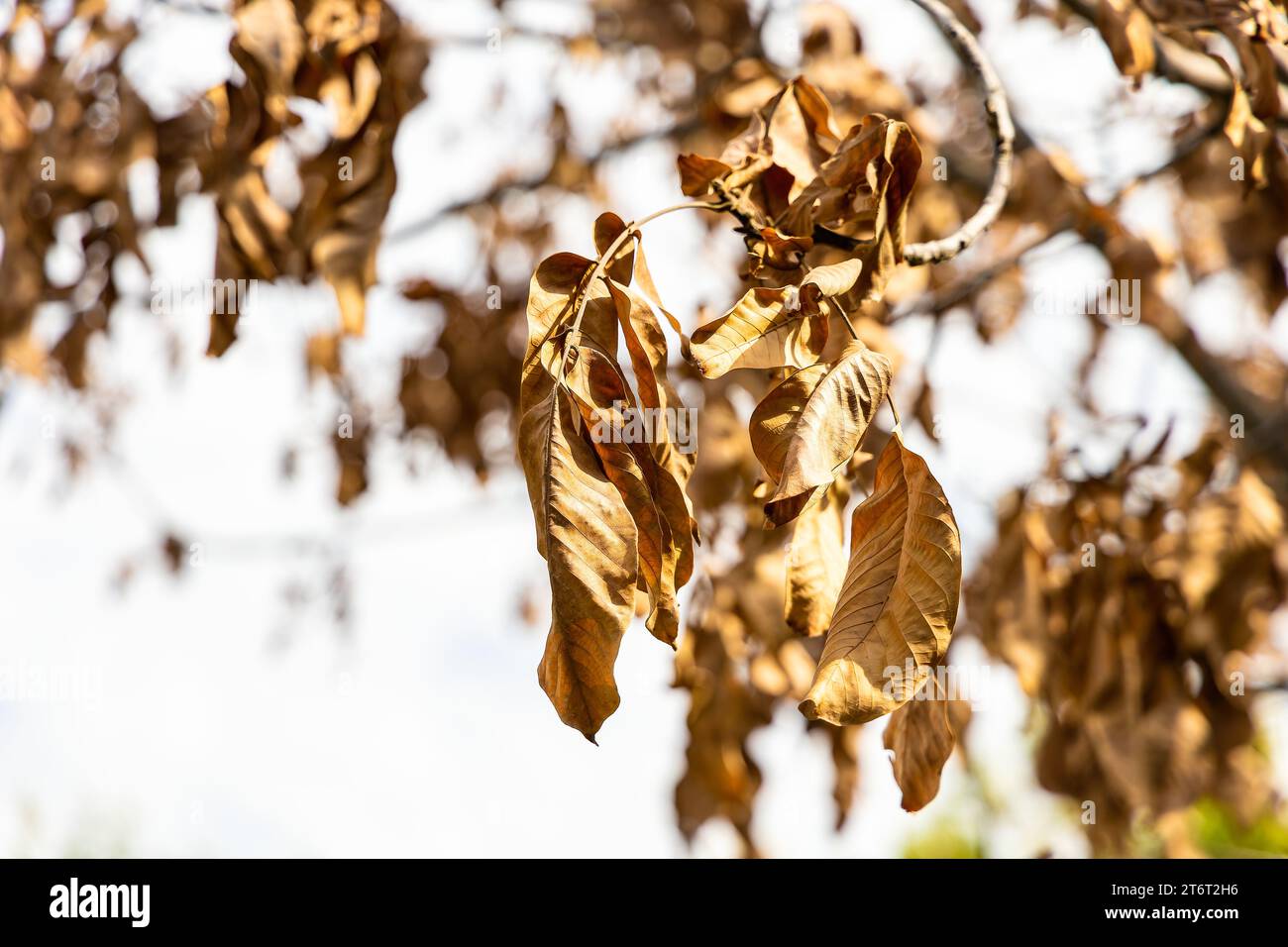 Scopri l'incantevole bellezza della natura in autunno mentre i rami degli alberi prendono vita con vivaci sfumature di giallo e marrone. Cattura l'ipnotico closeu Foto Stock