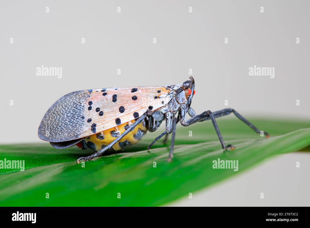 Cera cicale in natura Foto Stock