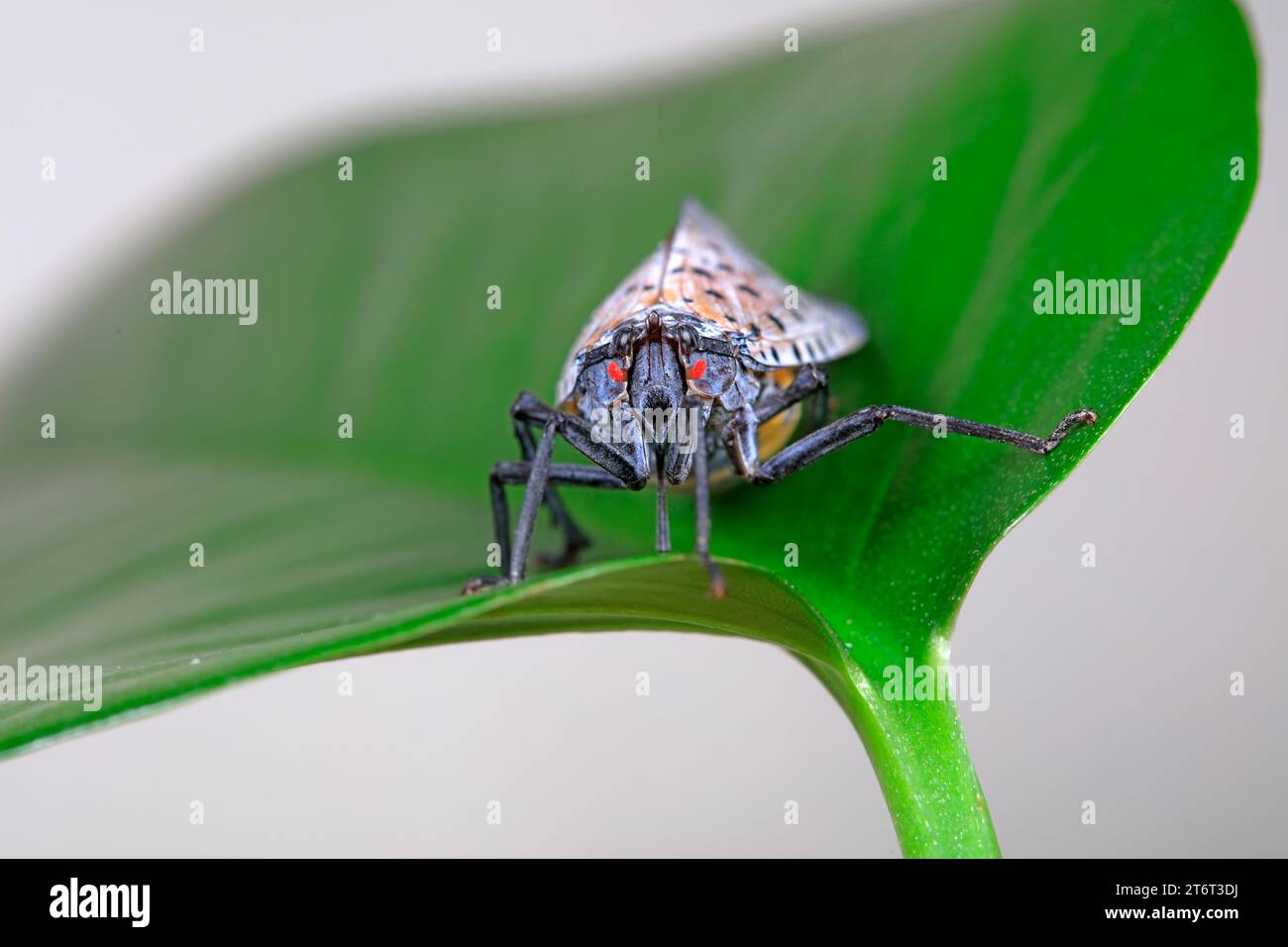 Cera cicale in natura Foto Stock