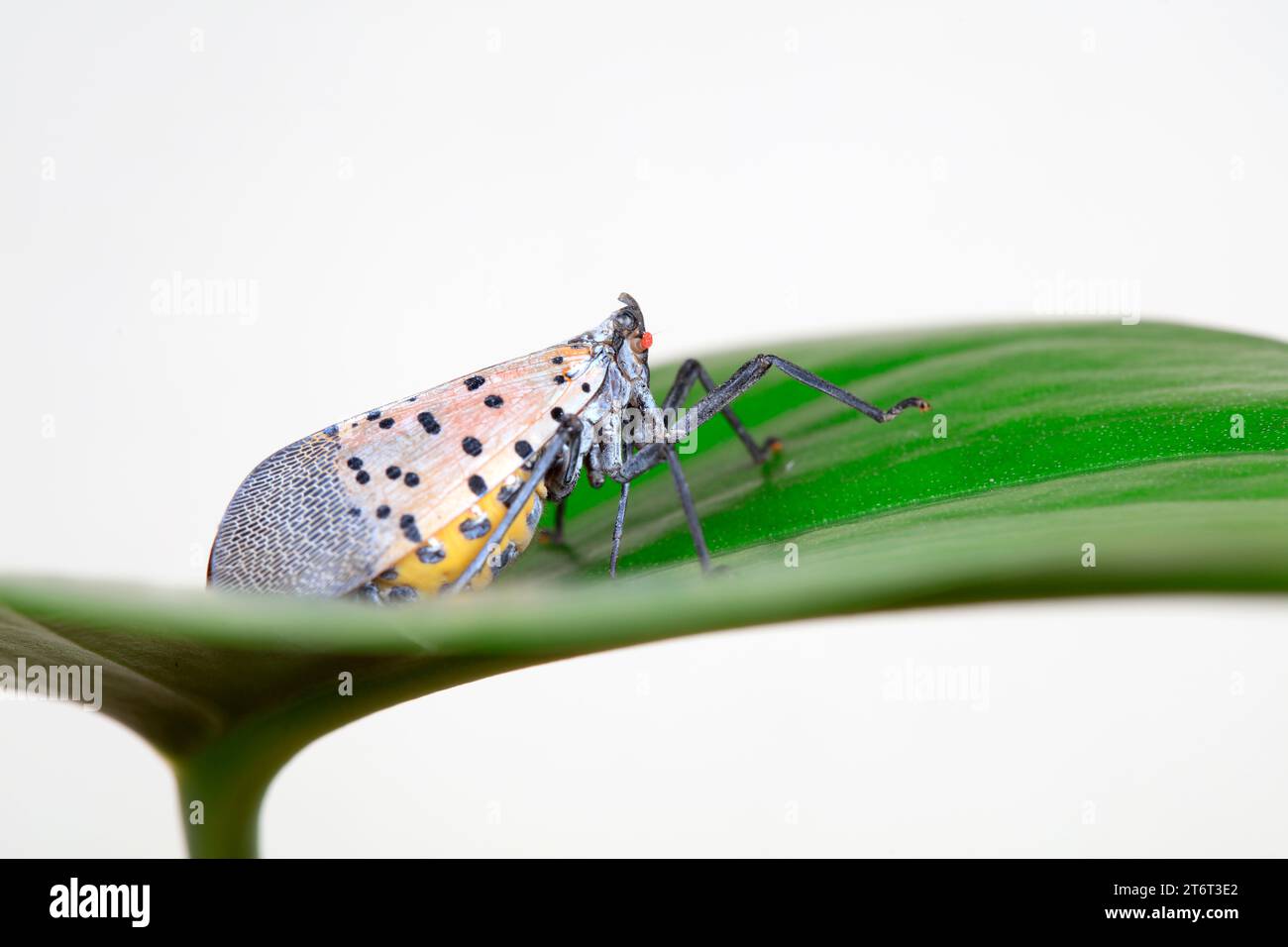 Cera cicale in natura Foto Stock