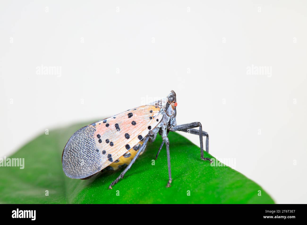 Cera cicale in natura Foto Stock