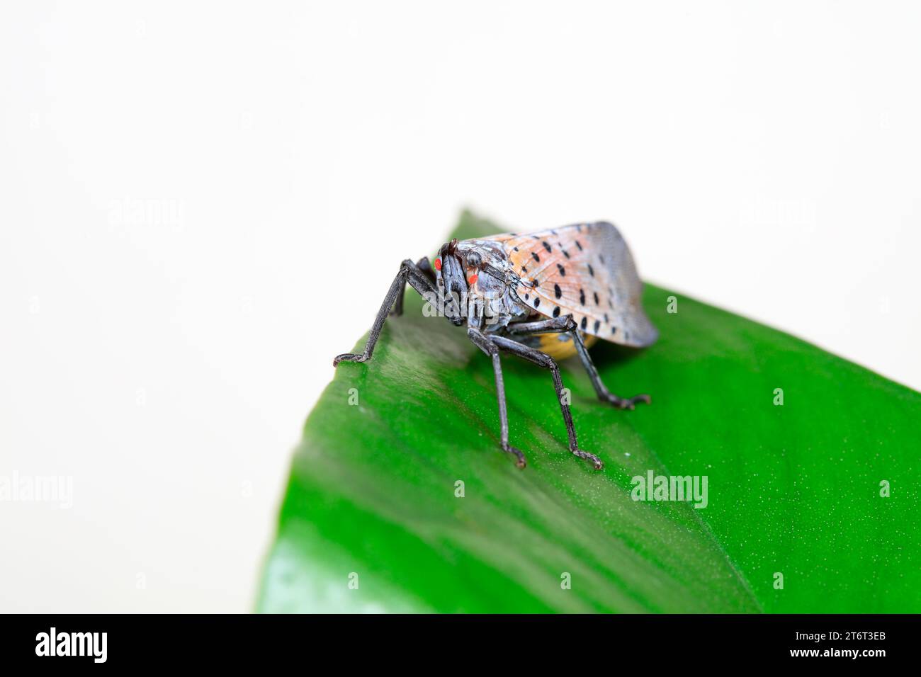 Cera cicale in natura Foto Stock