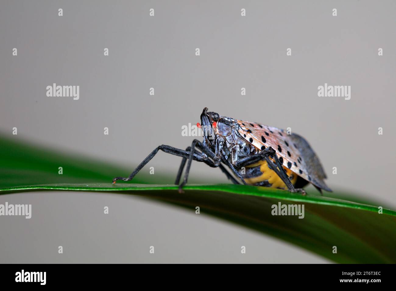 Cera cicale in natura Foto Stock