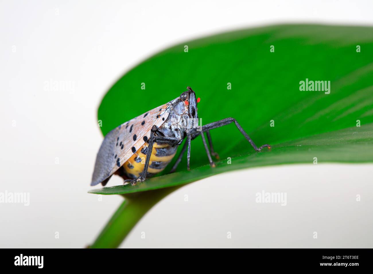 Cera cicale in natura Foto Stock