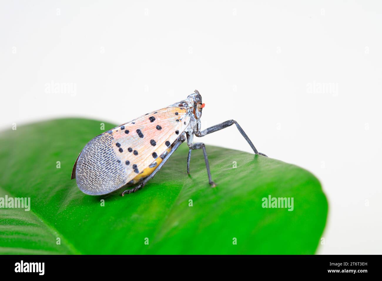 Cera cicale in natura Foto Stock