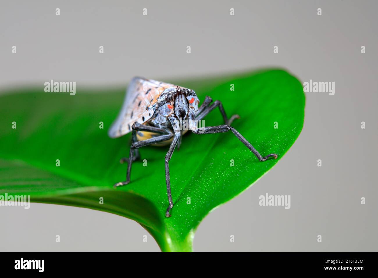 Cera cicale in natura Foto Stock