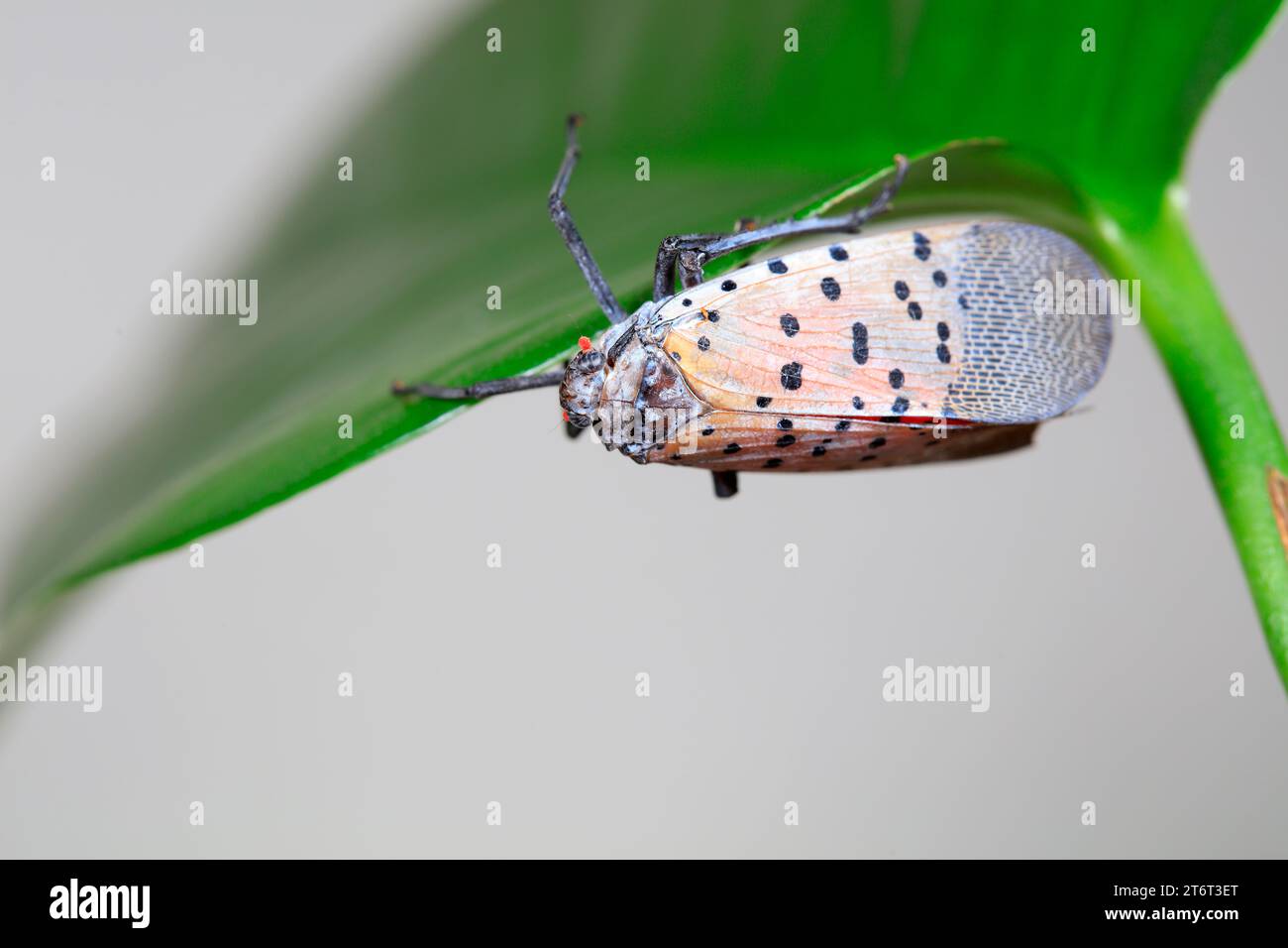 Cera cicale in natura Foto Stock