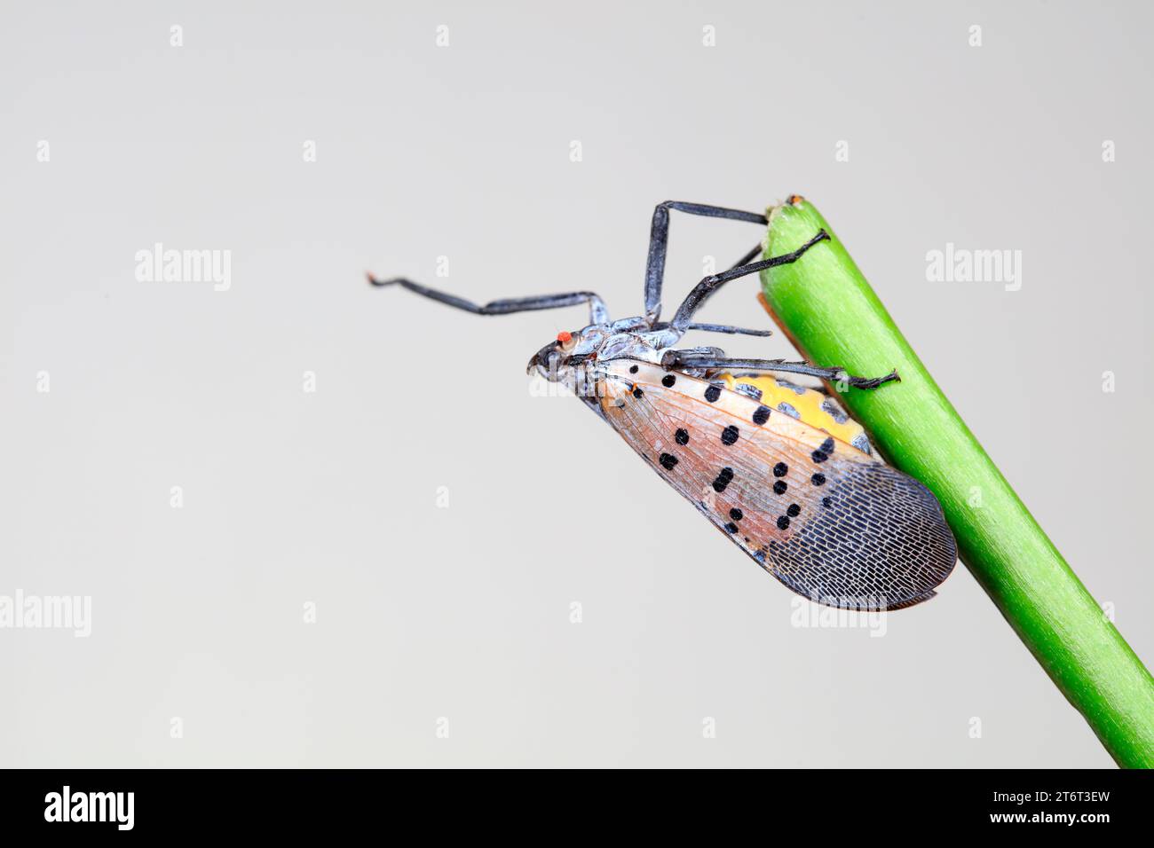 Cera cicale in natura Foto Stock