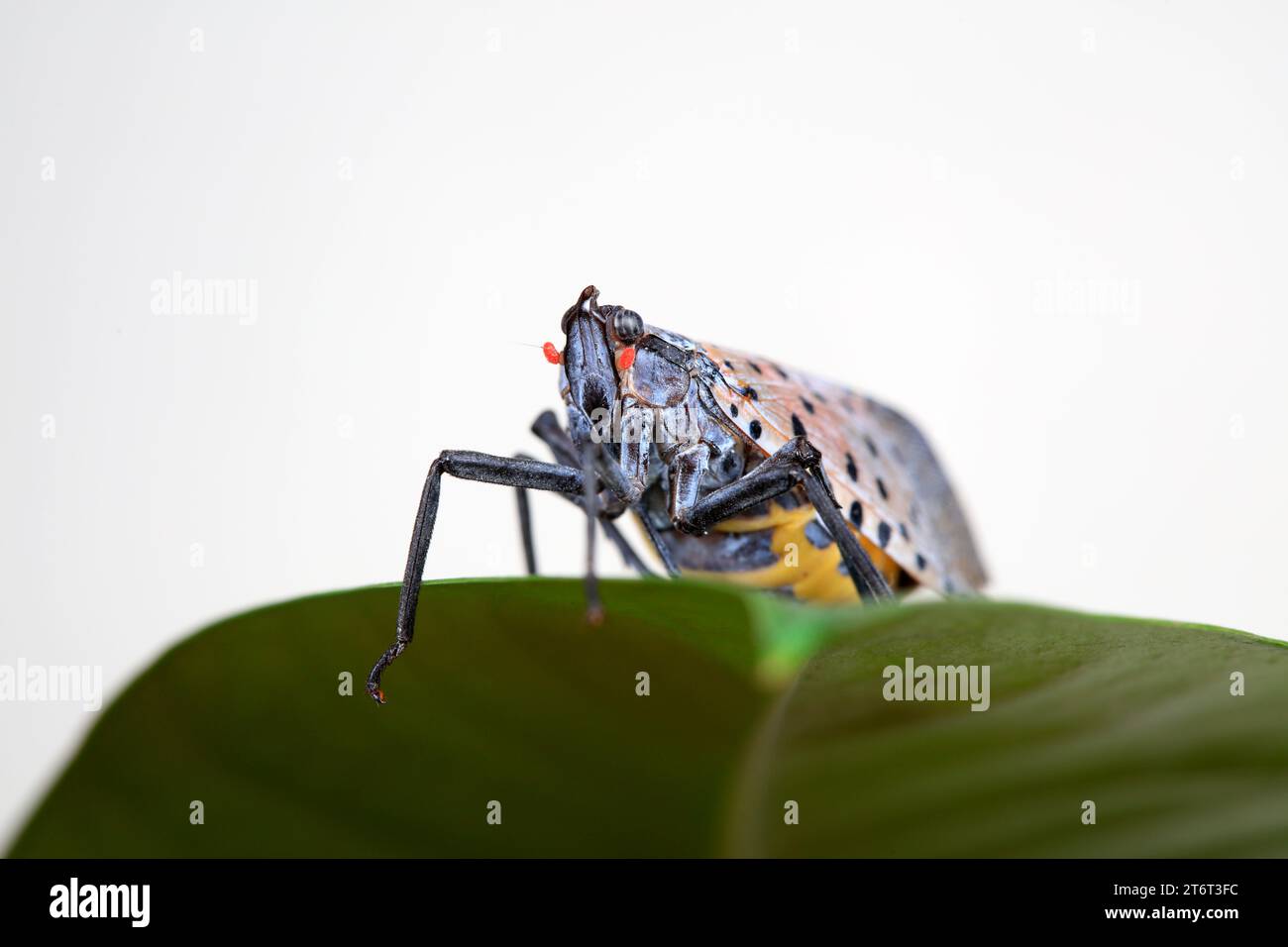 Cera cicale in natura Foto Stock