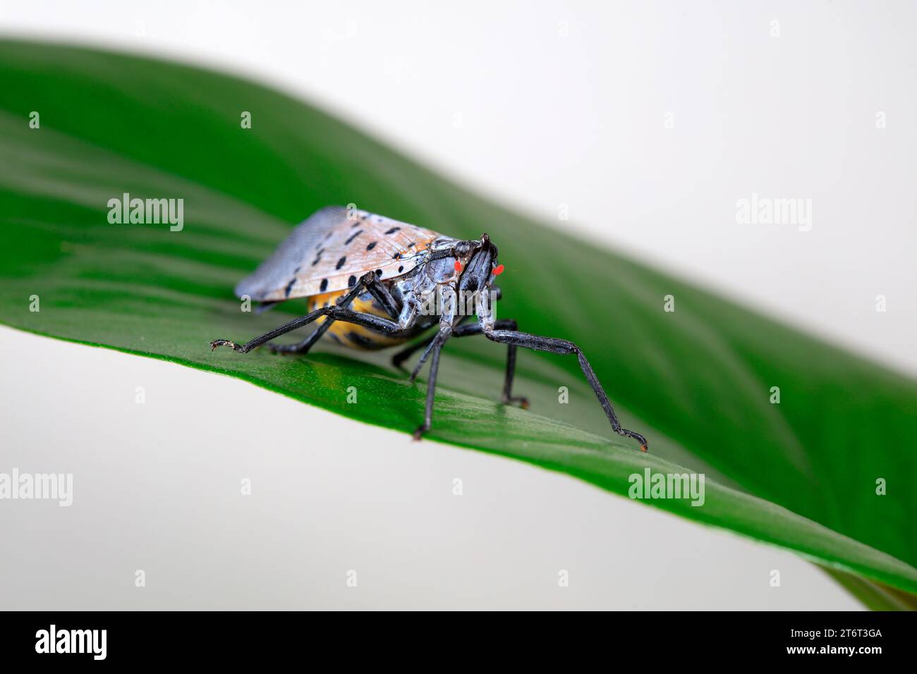 Cera cicale in natura Foto Stock