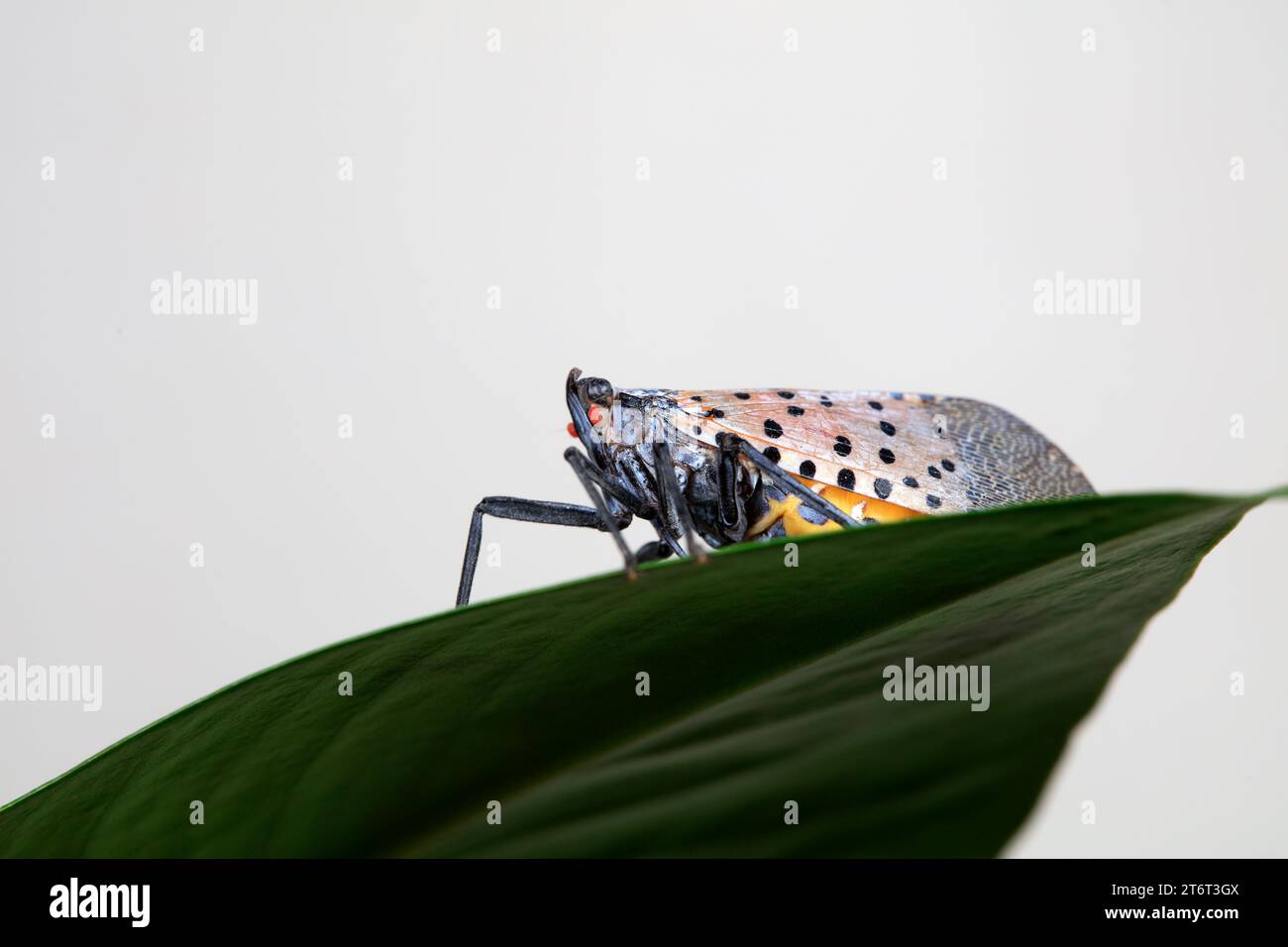 Cera cicale in natura Foto Stock
