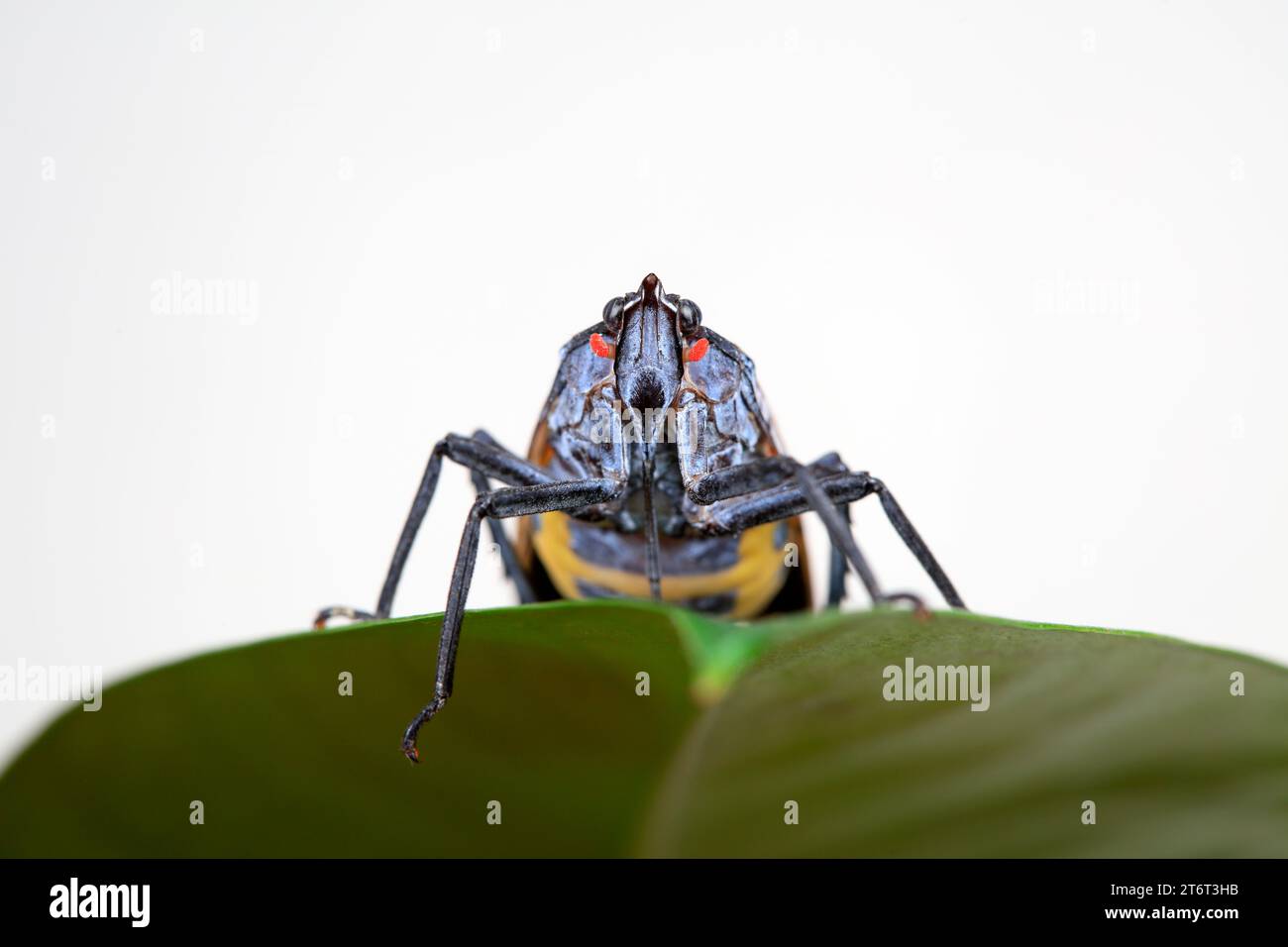 Cera cicale in natura Foto Stock