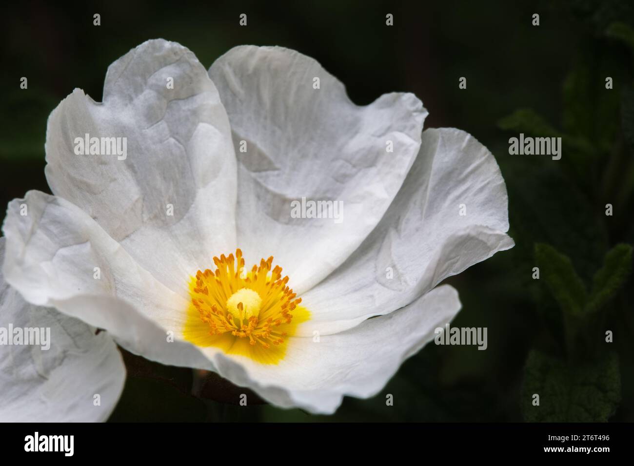 Fiore di papavero bianco da vicino Foto Stock