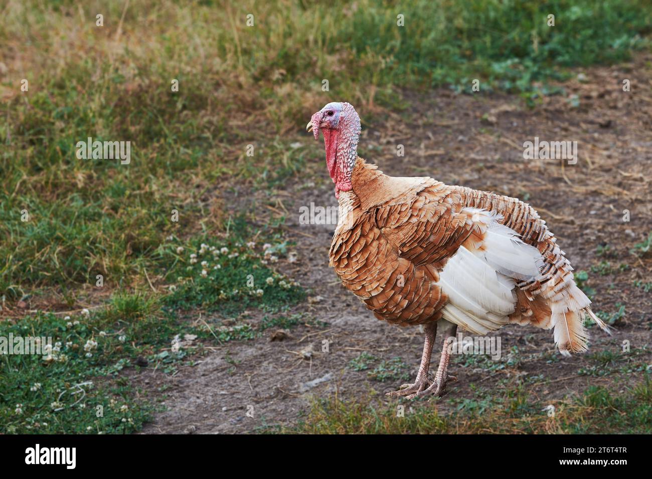 Uccello tacchino marrone e bianco adulto in fattoria Foto Stock