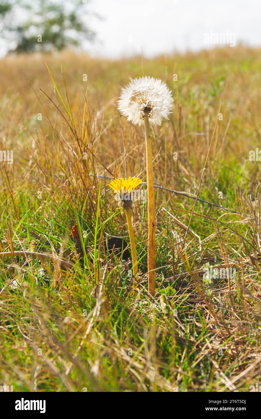 Fiori autunnali in stile minimalista. Autunno natura. Tempo soleggiato in autunno. Foto Stock