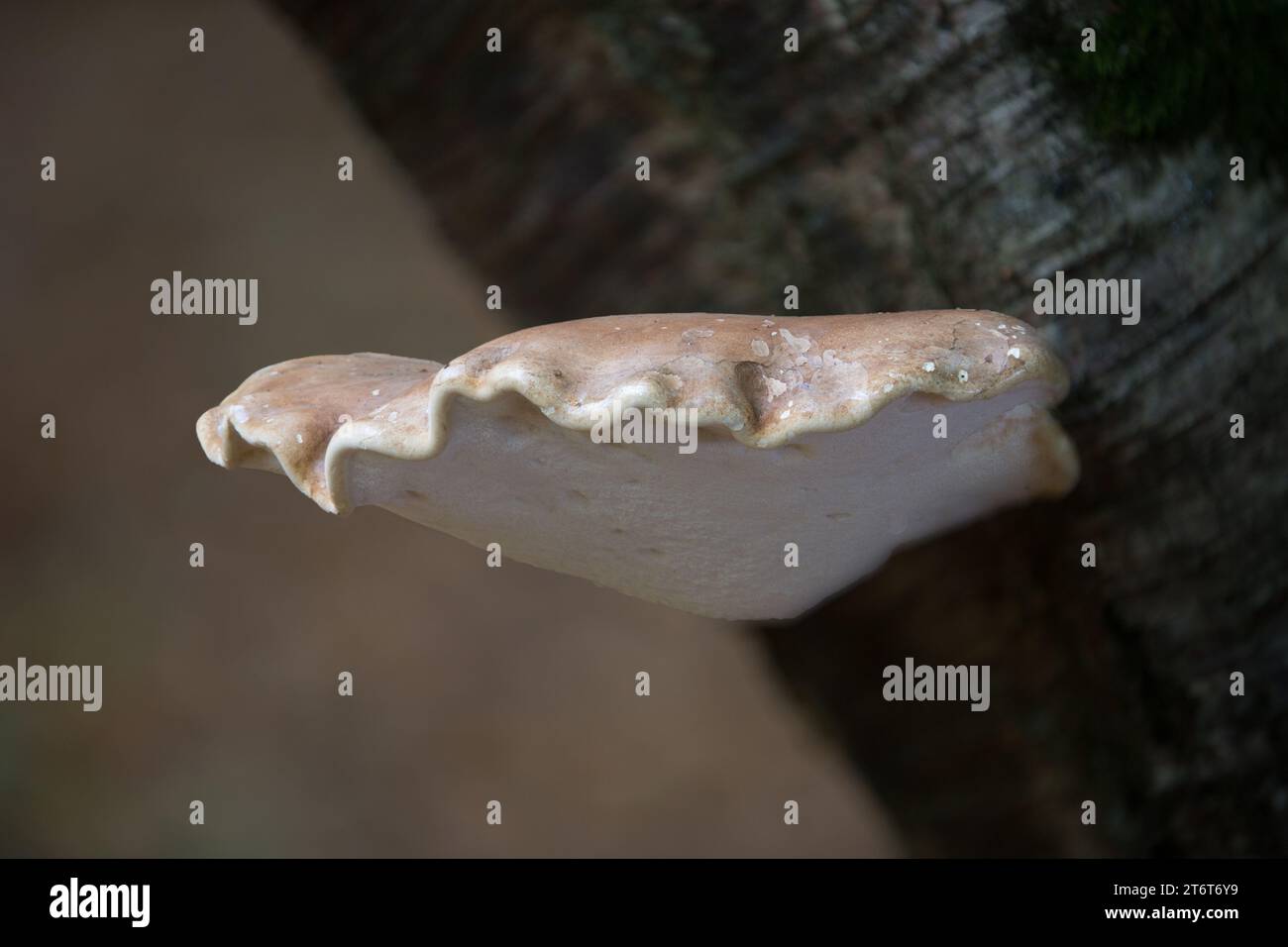 Staffa fungo ushroom nel gruppo polipore noto anche come funghi da scaffale. Foto Stock