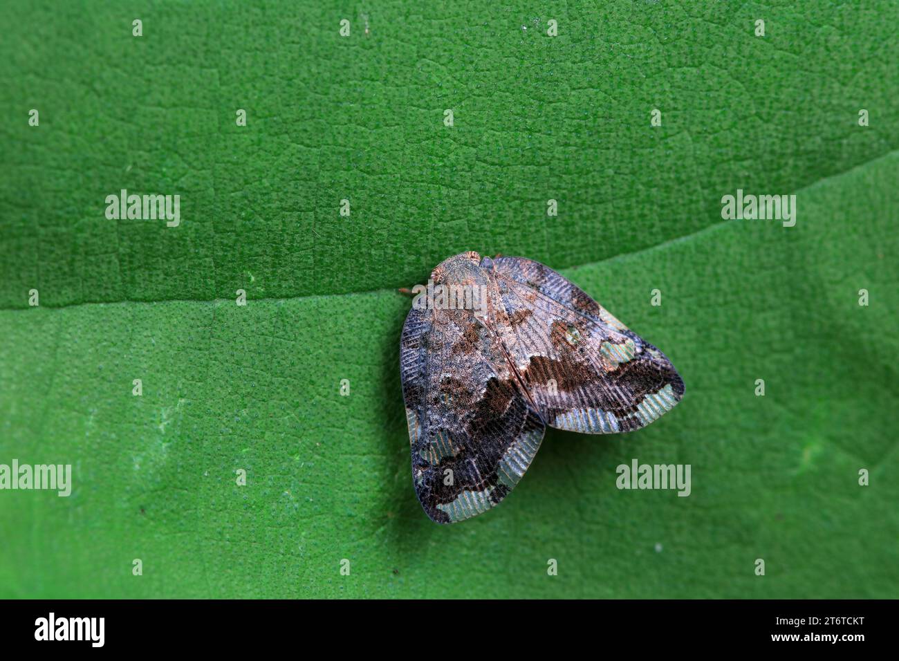 Cera cicale su piante selvatiche, Cina del Nord Foto Stock