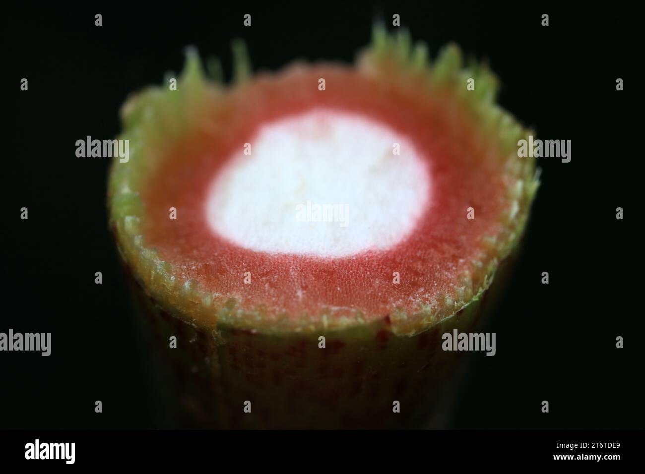 Struttura trasversale degli steli di Polygonaceae Polygonum hydropiper, Cina settentrionale Foto Stock