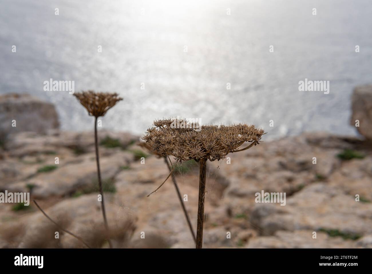 Primo piano di un fiore di carota selvatico, Daucus carota, sulla costa rocciosa dell'isola di Maiorca all'alba. Spagna Foto Stock