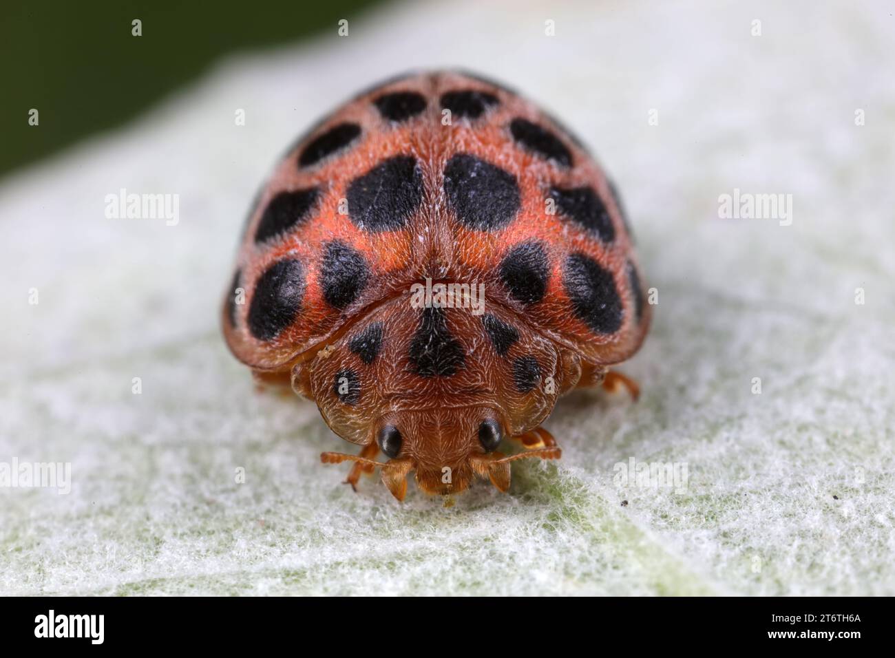 coccinelle sulle foglie verdi, Cina del Nord Foto Stock