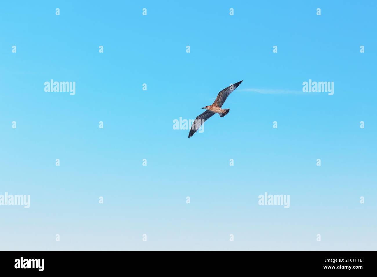 Solo gabbiano che si librano contro un cielo blu vivo . Gli uccelli con ali sono sparsi per catturare la luce del sole creando una silhouette sorprendente contro il bac azzurro Foto Stock
