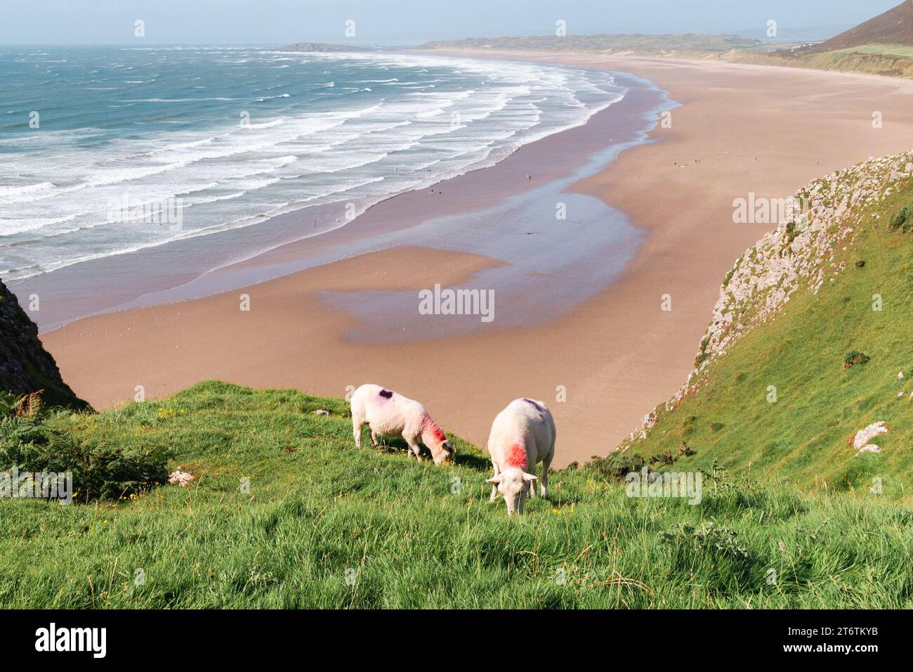 Le pecore pascolano su una scogliera in primo piano con la lunga spiaggia di Rhossili sullo sfondo a Gower, nel Galles del Sud Foto Stock