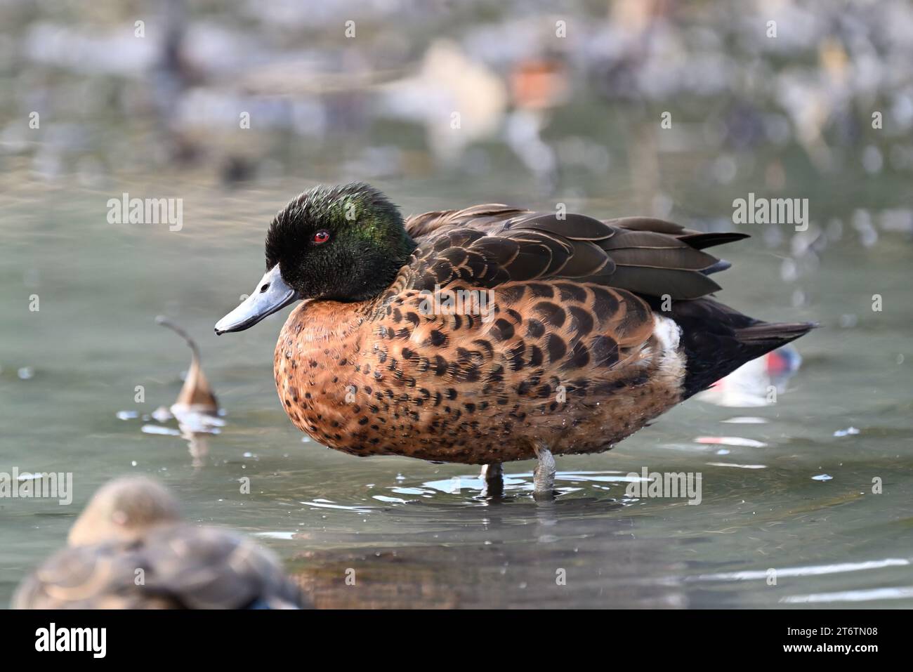 Vista laterale di un ottanio di castagno maschile in piedi in acque poco profonde e torbide, con spazzatura sullo sfondo Foto Stock