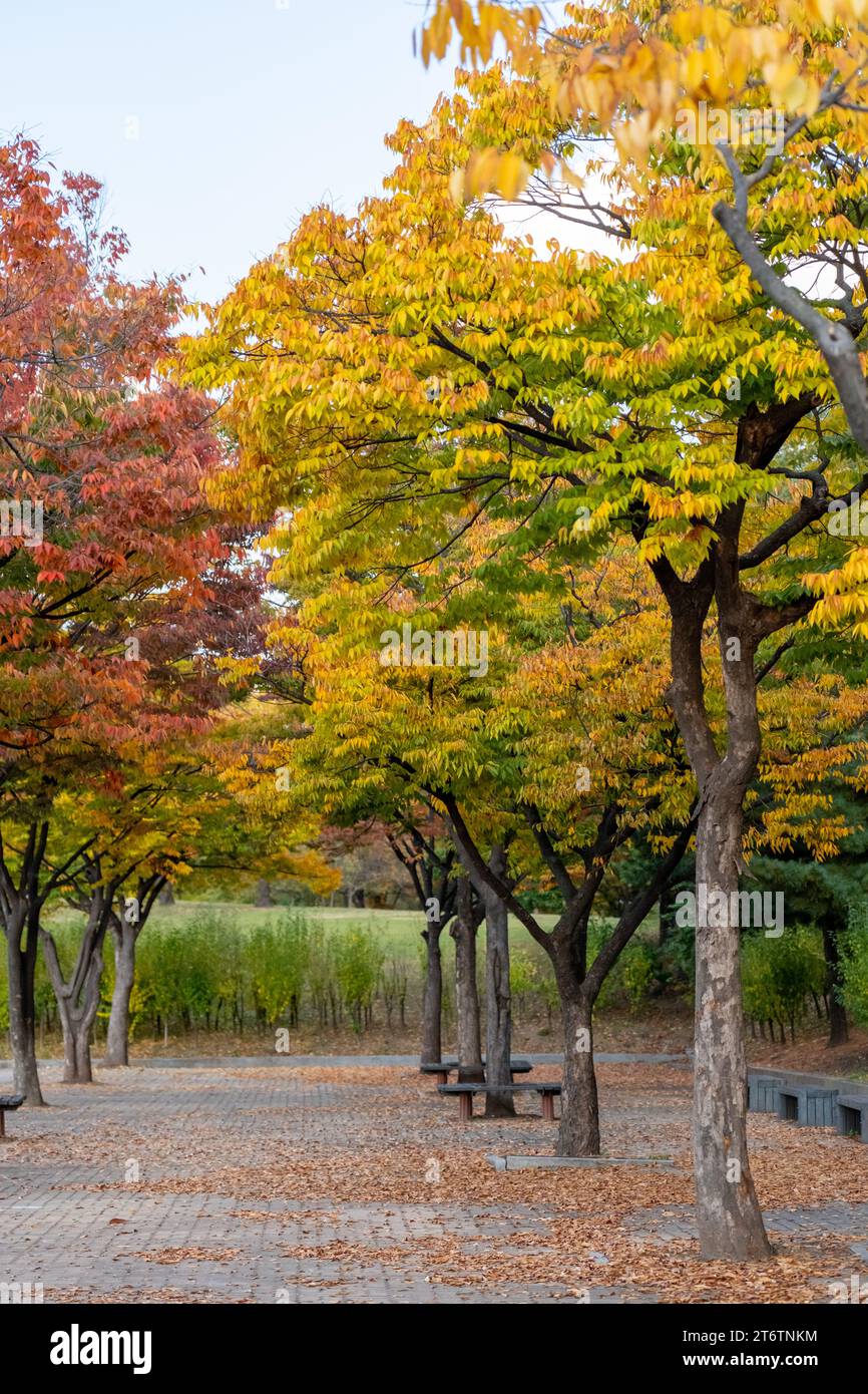 Vista del Parco Yeouido, passerella con foglie colorate e foglie autunnali. È un parco nel distretto di Yeongdeungpo, Seoul, Corea del Sud. Foto Stock