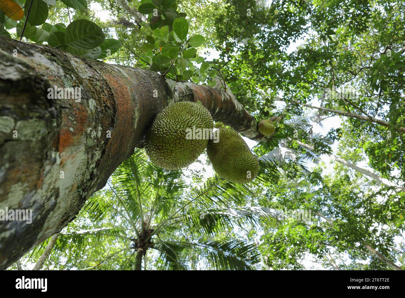 Due frutti di jack in via di sviluppo (Artocarpus Heterophyllus) appesi in basso dal tronco di Jack Tree sono visibili sotto Foto Stock