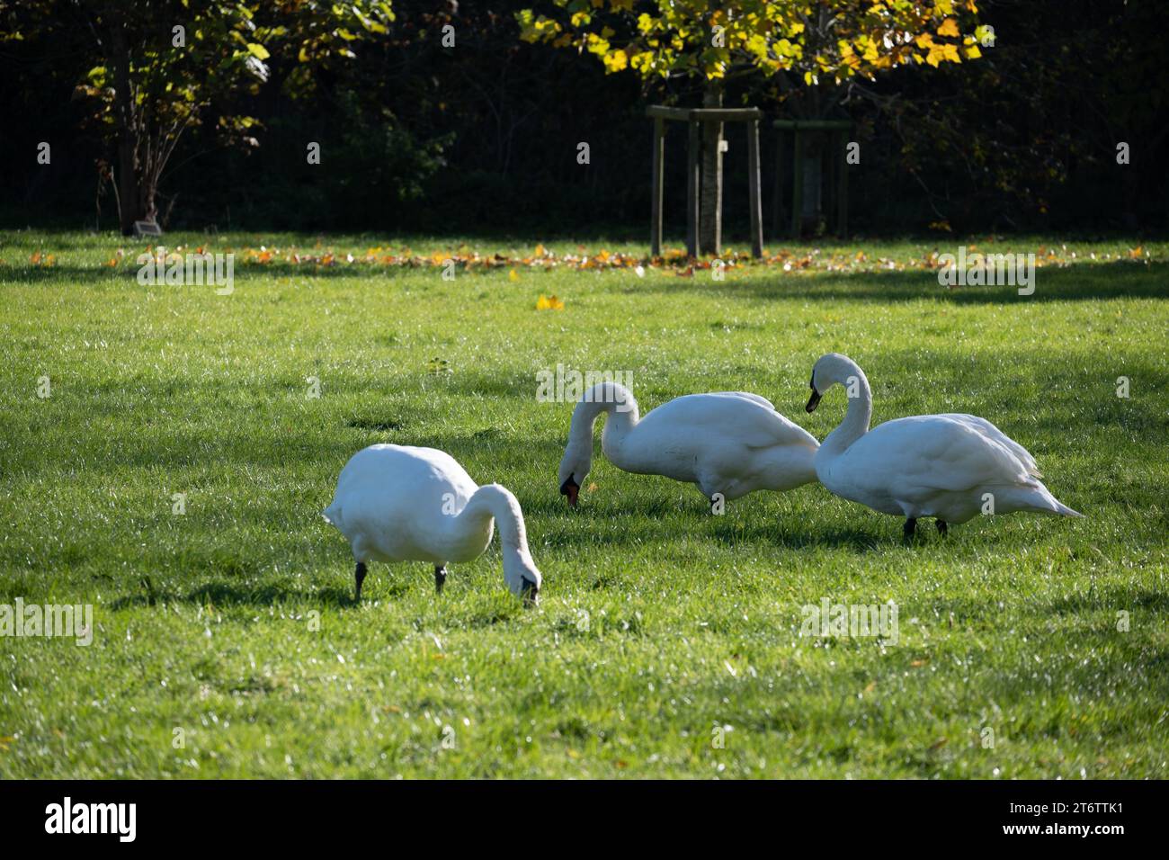 Mute Swans pascolo sul terreno ricreativo, Stratford-upon-Avon, Warwickshire, Inghilterra, Regno Unito Foto Stock