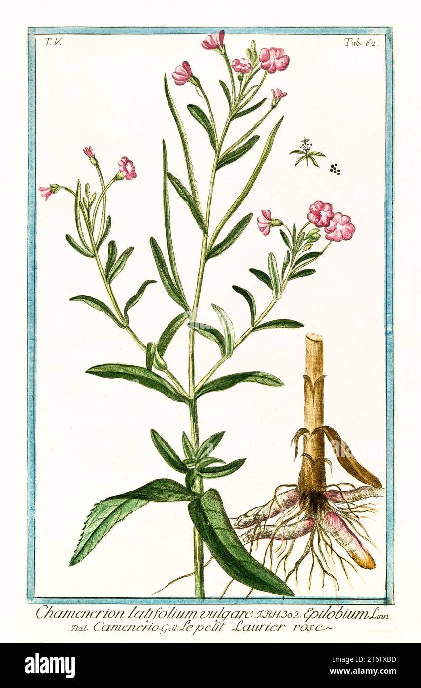 Vecchia illustrazione di Dwarf Fireweed (Chamaenerion latifolium). Di G. Bonelli su Hortus Romanus, publ. N. Martelli, Roma, 1772 – 93 Foto Stock