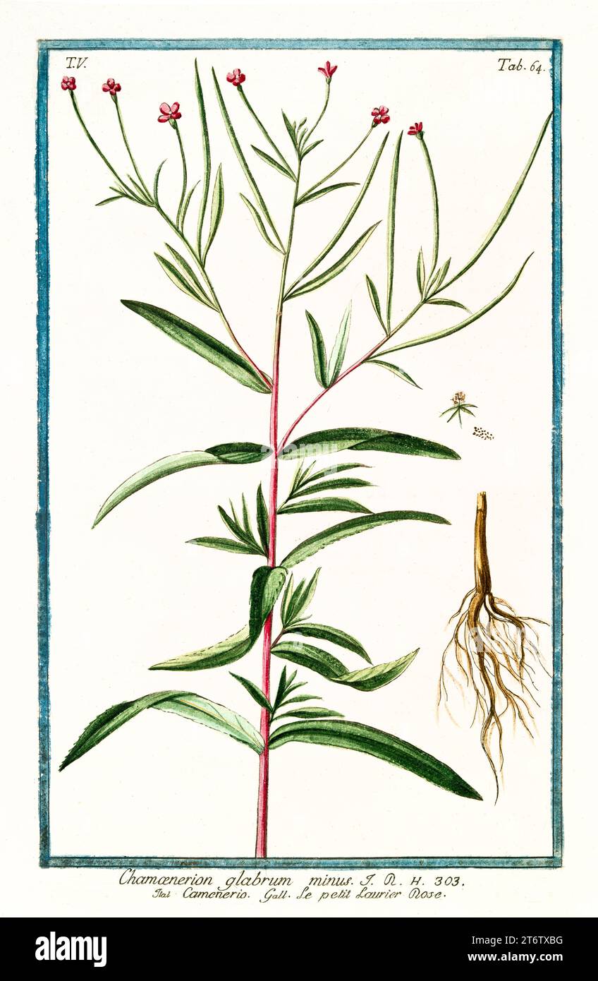 Vecchia illustrazione di Smooth Fireweed (Chamaenerion latifolium). Di G. Bonelli su Hortus Romanus, publ. N. Martelli, Roma, 1772 – 93 Foto Stock