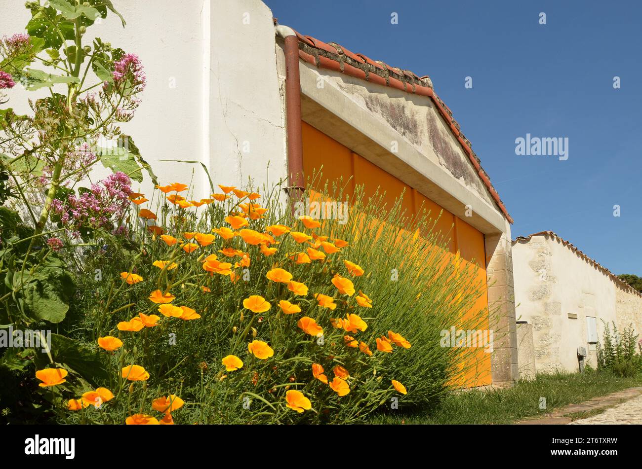Un bouquet colorato prima dell'ingresso di un garage nel punto turistico di Talmont sur Gironde in Francia. Foto Stock