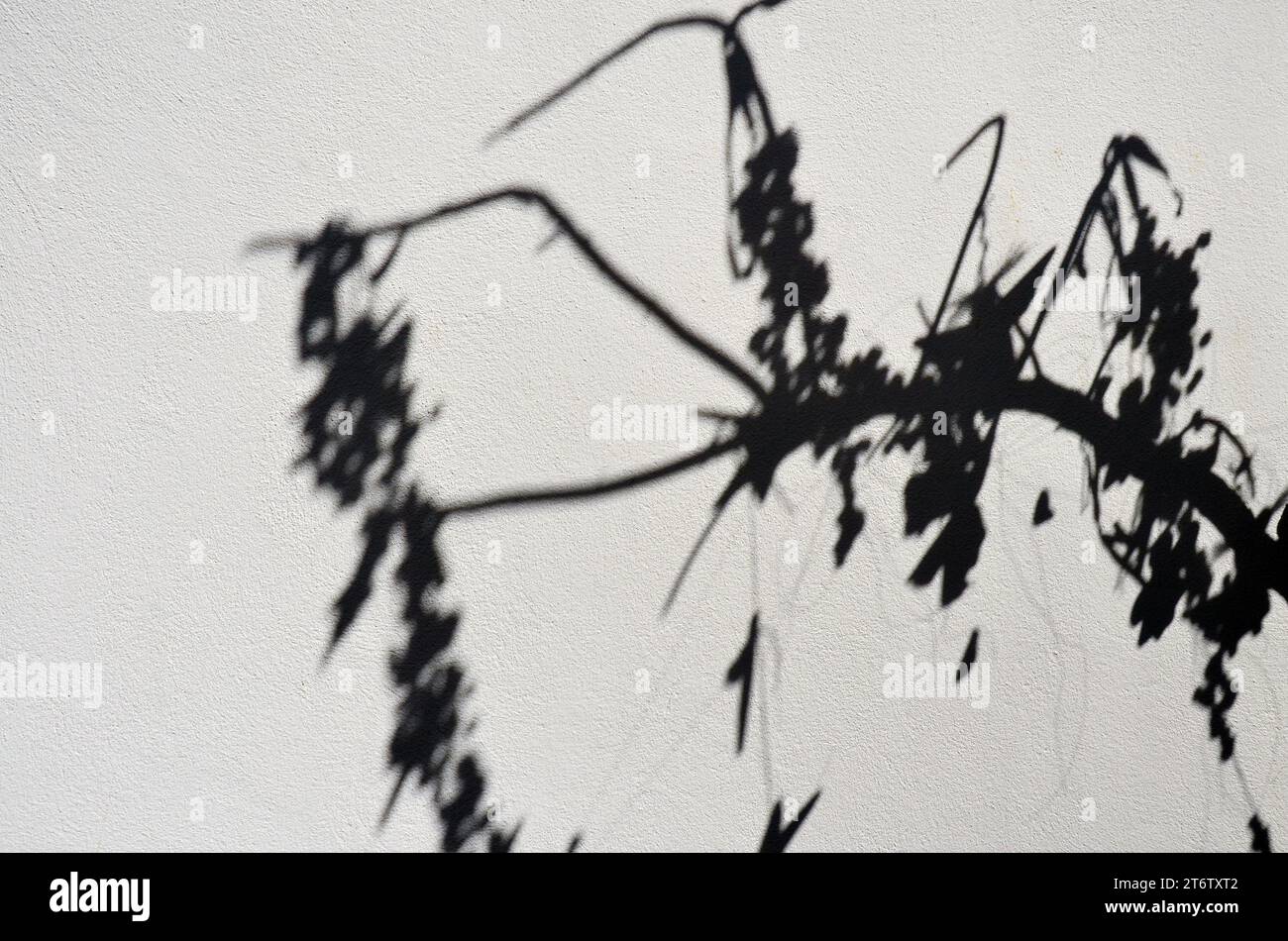 Nel villaggio turistico di Talmont sur Gironde, in Francia, l'ombra di una pianta su una parete bianca crea un interessante disegno astratto. Foto Stock
