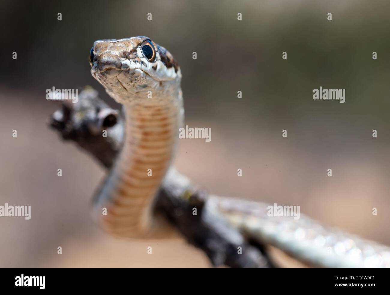 Un primo piano di un serpente su un bastoncino che guarda direttamente nella fotocamera con la lingua fuori Foto Stock