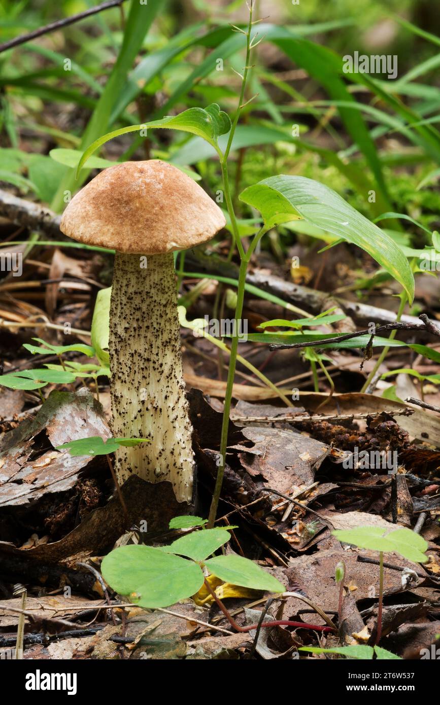 Fauna selvatica di Europa - funghi commestibili e non commestibili che crescono nella foresta. Foto Stock