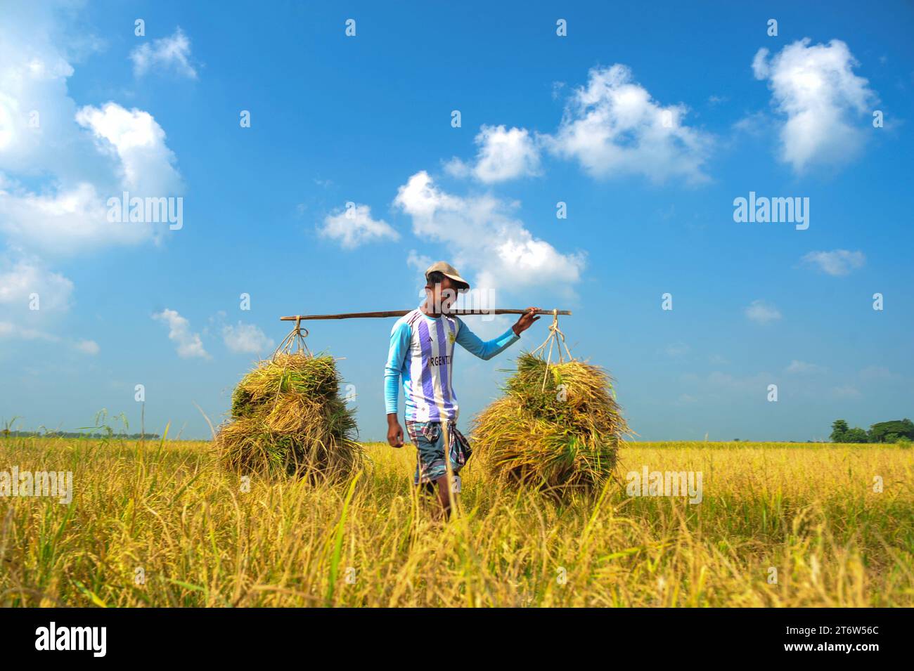 Non esclusiva: 08 novembre 2023 Sylhet-Bangladesh: Agricoltore Ajmal Ali, 70, vendemmia presto risaie di Aman durante il mese civile bengalese di Kartik. E' lui Foto Stock