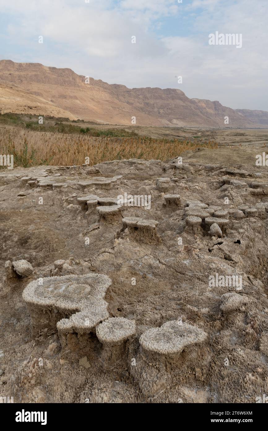 Polvere e sporcizia gettano una tonalità marrone su tumuli di sale unqiue che si formano lungo la costa del Mar morto in Israele. Foto Stock