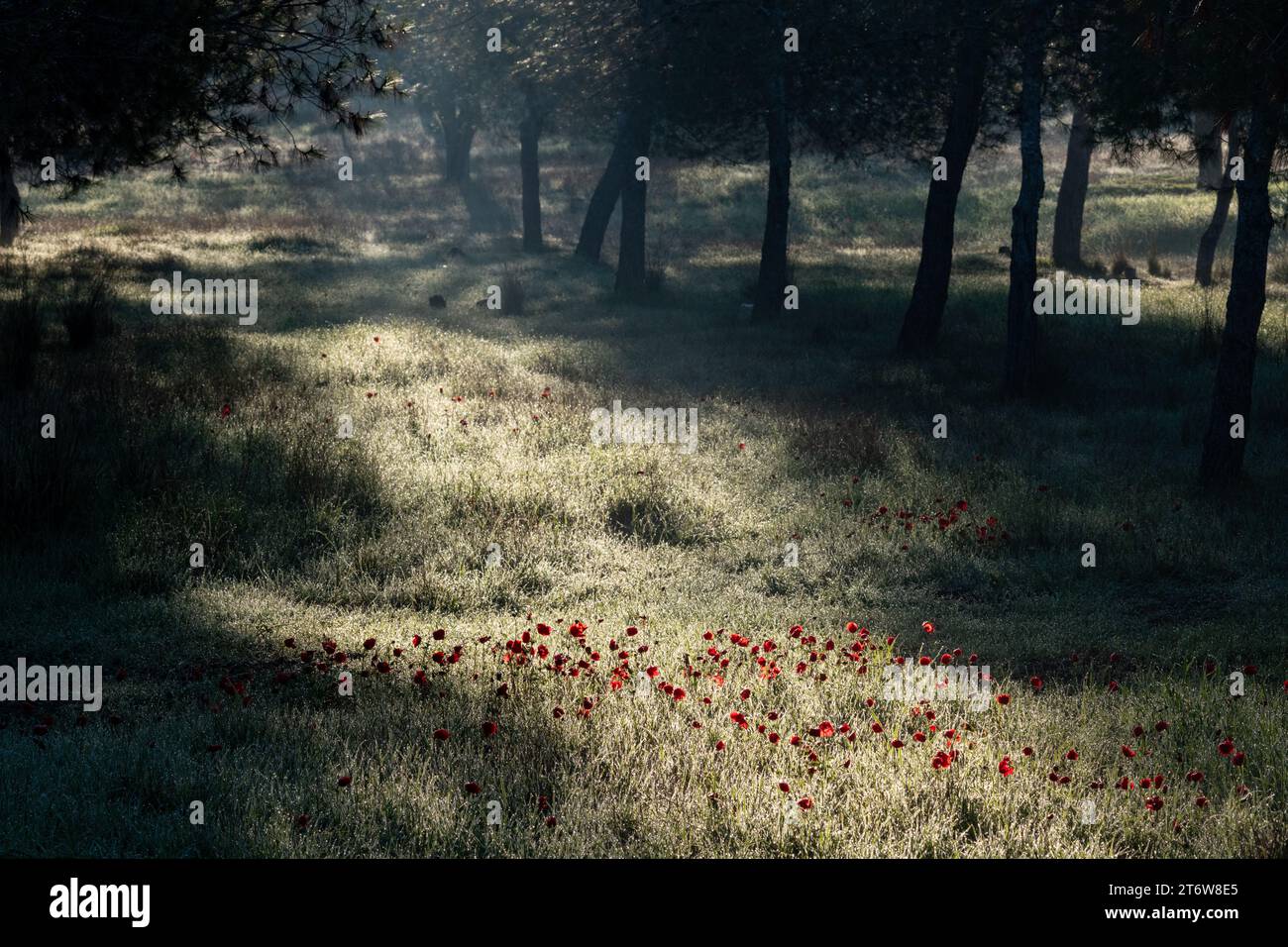 Abbondanti fiori selvatici di primavera di anemone rosso crescono alla luce del sole del mattino presto in un prato forestale nella regione occidentale del Negev, nel centro di Israele. Foto Stock