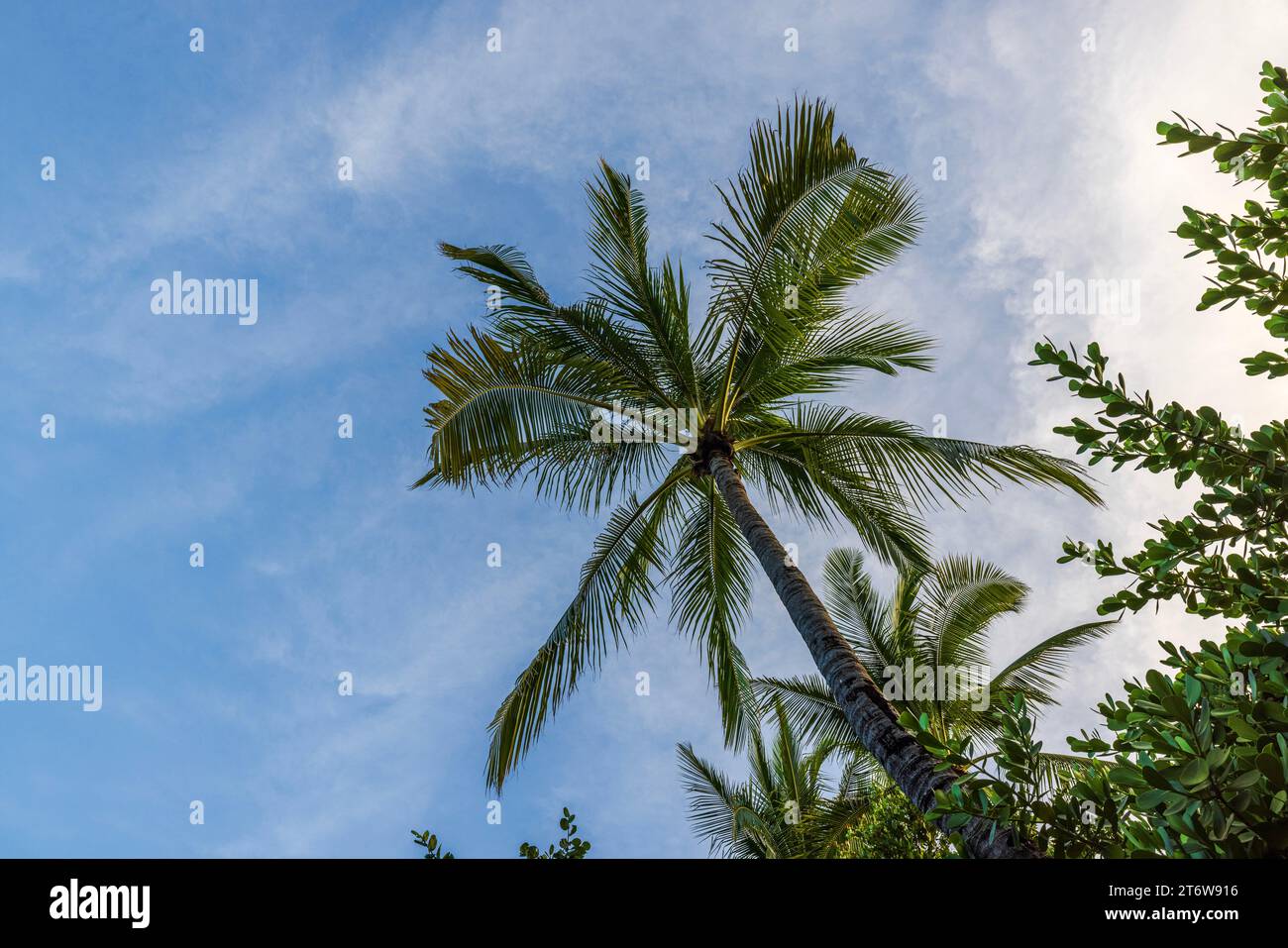 Splendida vista delle corone di alberi di cocco contro il cielo blu con nuvole bianche. Foto Stock
